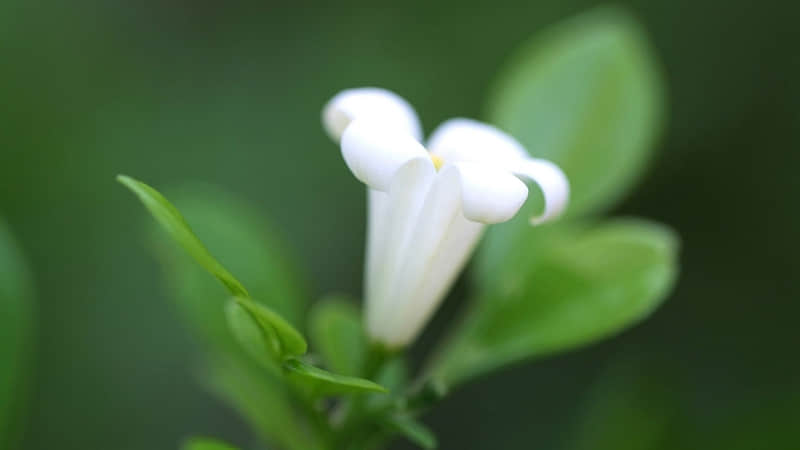 “1月1号那天，朋友圈这样发”